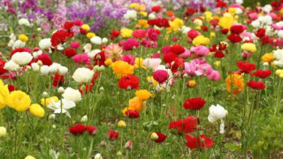 В деня на Цветница можете да проверите кой е вашият аромат според зодията 