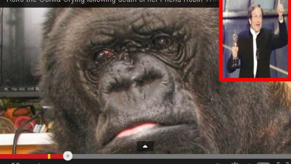Смъртта на Робин Уилямс разплака горила! Само щерка му се сърди! ВИДЕО