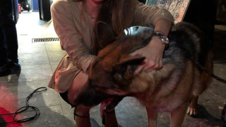 Синоптичката Никол Станкулова се грижи за бездомни кучета! (виж тук)