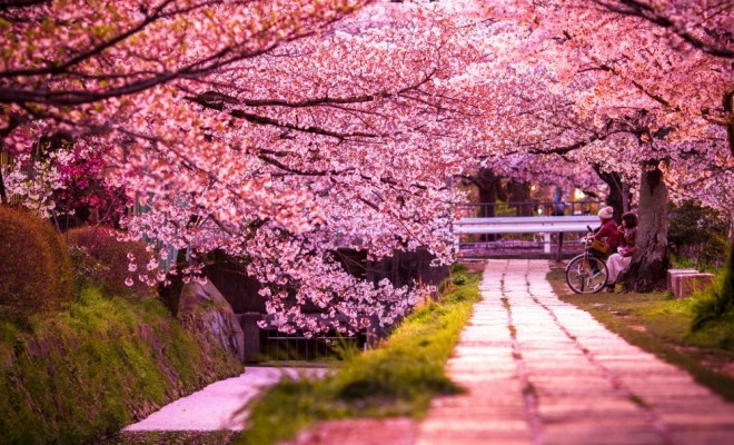Най-розовото място през пролетта - Снимка 4