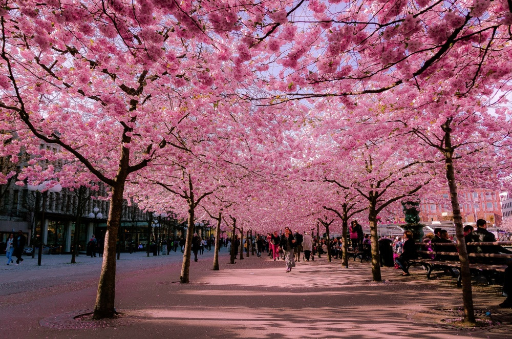 Най-розовото място през пролетта - Снимка 5