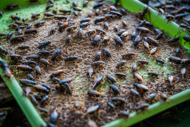 Европа ни разболява от рак с щурци и хлебарки в храната