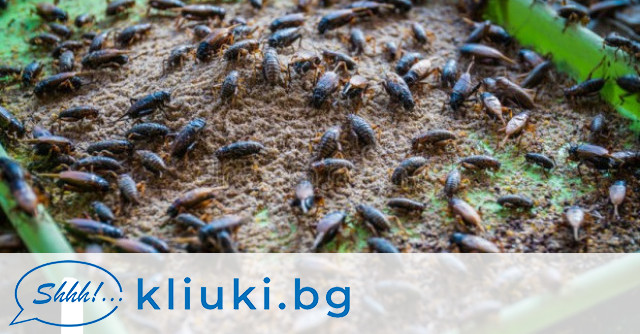 “Безумно е в родината ни България да ядем червеи, мухи