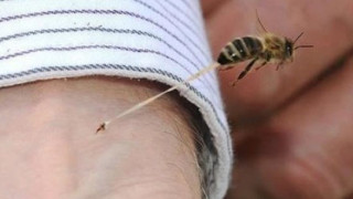 Алергия при ужилване от пчела се проявява до 30 минути