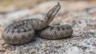 Експерт от БАН изброи какви змии има в България и как да ги пропъдим от двора