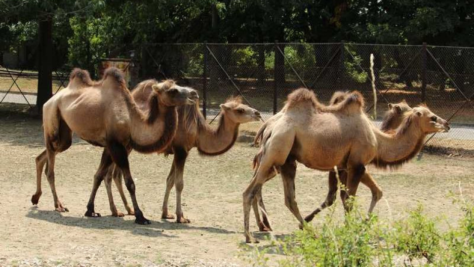 Чакат камилчета в столичния зоопарк