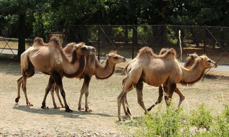 Чакат камилчета в столичния зоопарк