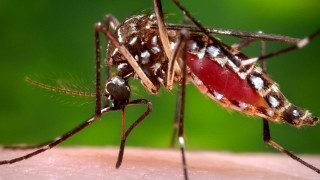 Комари мутанти атакуват България