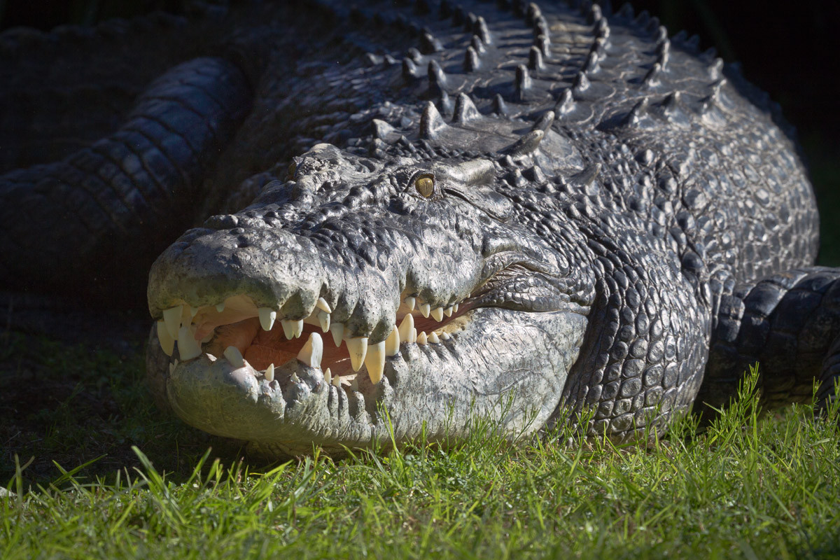 В България са живели крокодили
