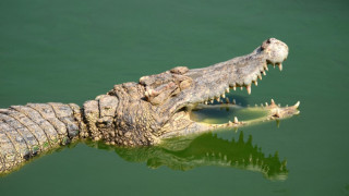 Бебешкият плач директно кани крокодилите на обяд