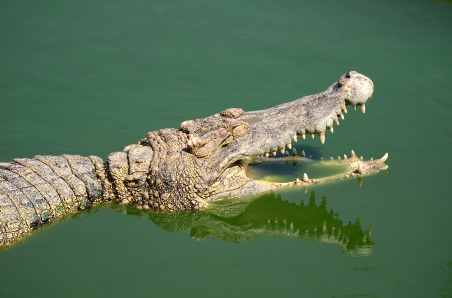 Бебешкият плач директно кани крокодилите на обяд