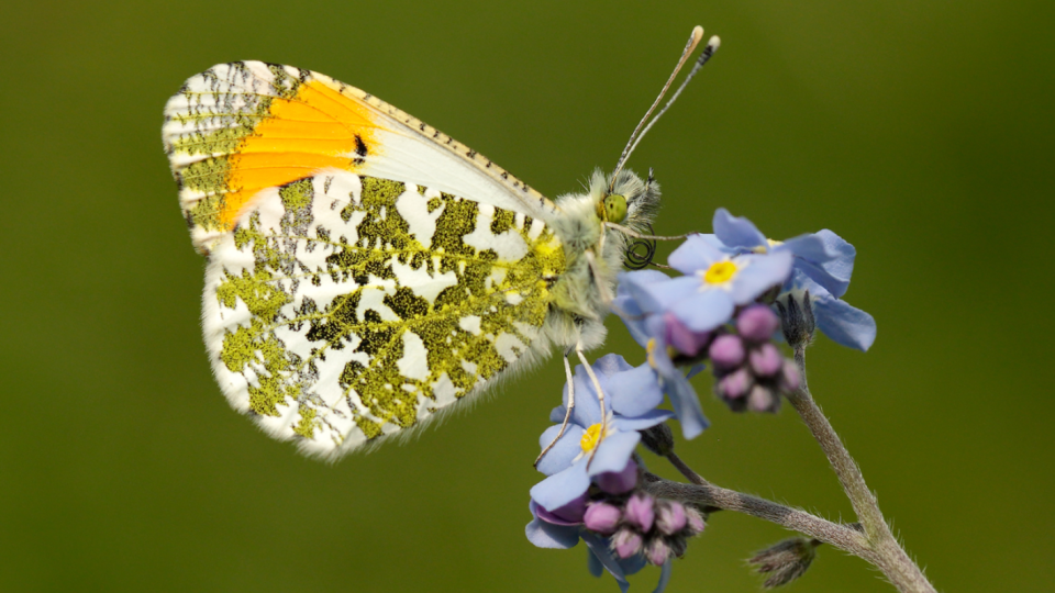 Borislav Sandov and Toma Belev have Buried BGN 4.2M in Counting Butterflies - Part 2