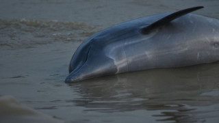 Над 100 делфина в Амазонка се свариха