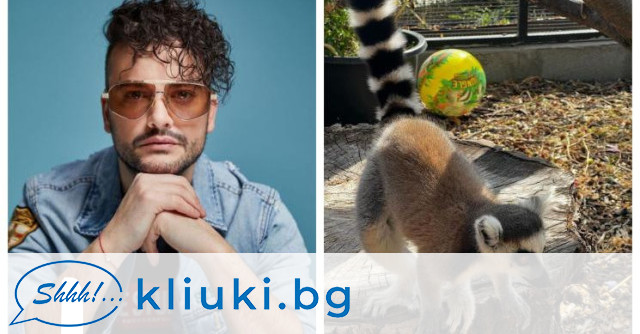 Бургазлията Стефан Илчев осинови женски лемур в зоопарка в родния