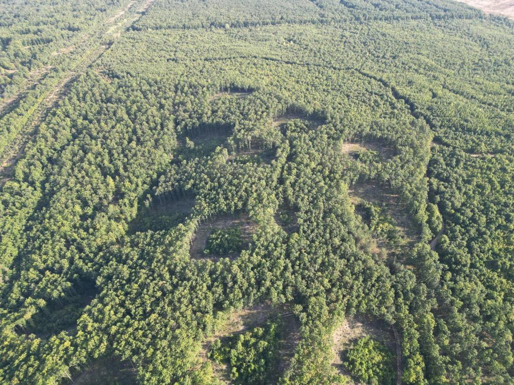 Икономическа полиция разследва незаконна сеч в горите на Ихтиман