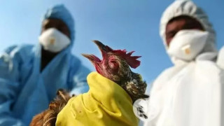 НОВА ПАНДЕМИЯ: Инфлуенца избива птиците – 7 огнища подпалени в България