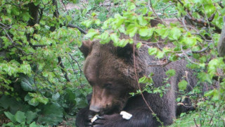 Умря най-старият мечок в България