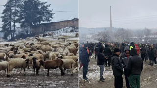 Стадото с овце край Велинград заразено с чума от конкуренти?