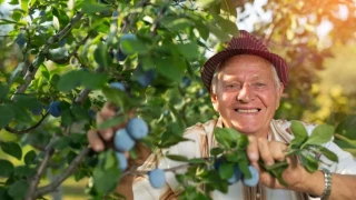 След тази статия всеки мъж ще иска да яде сушени сливи, защото...