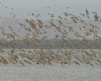 “The Greens” Received 43 Million Levs to Count Vultures, Falcons, Eagles, Pelicans, and Red-Breasted Geese