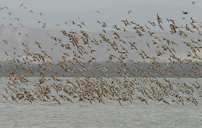 “The Greens” Received 43 Million Levs to Count Vultures, Falcons, Eagles, Pelicans, and Red-Breasted Geese